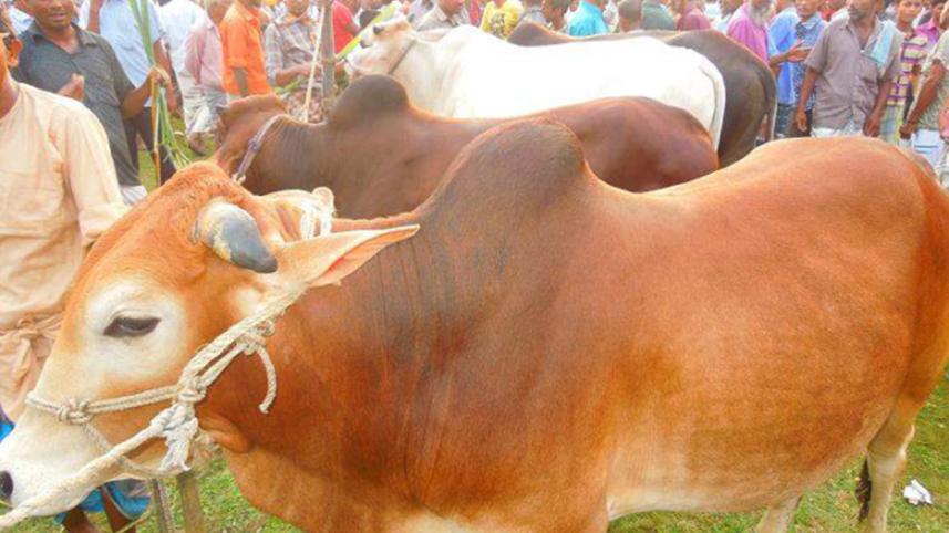 cattle-wrongly-fattened.jpg