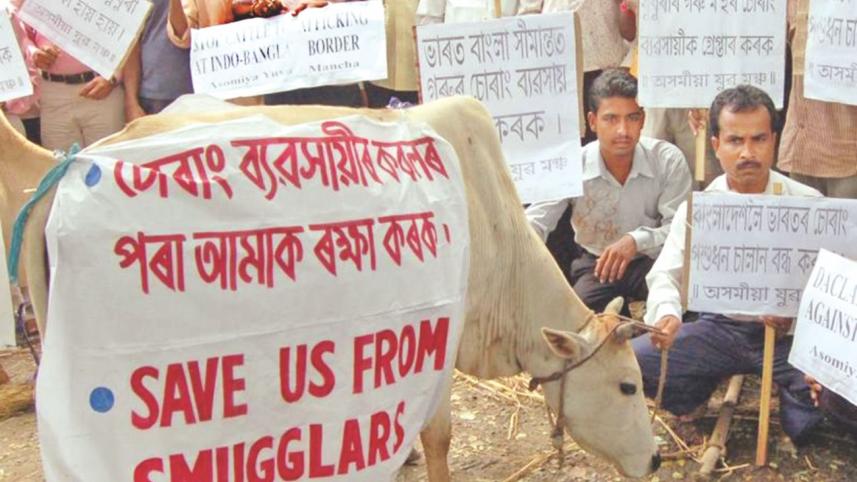 Cattle