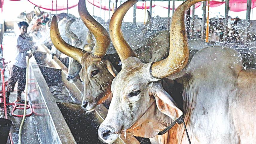 cattle market.jpg