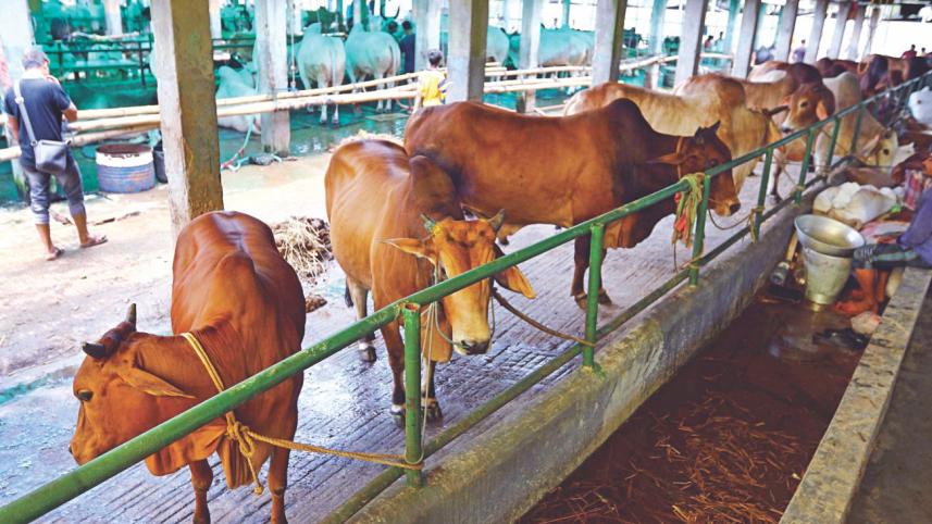 Cattle Market