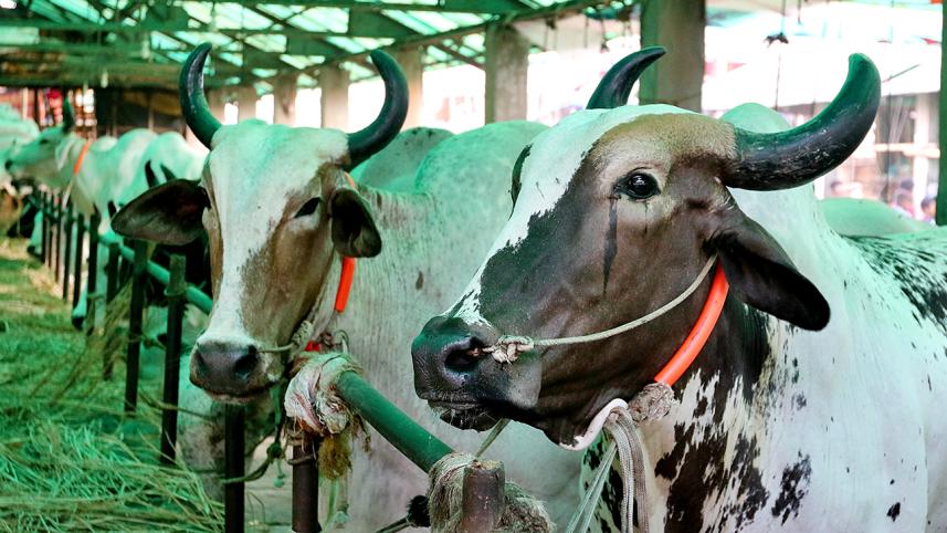 cattle market.jpg