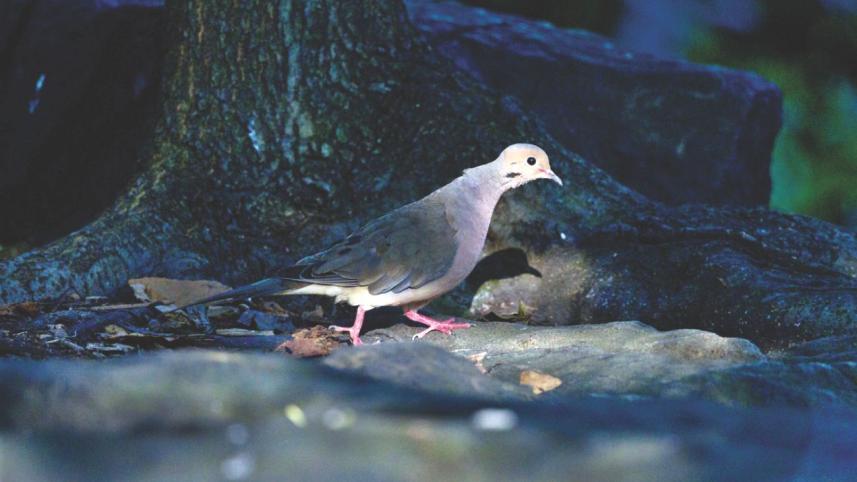 central-park-birds.jpg