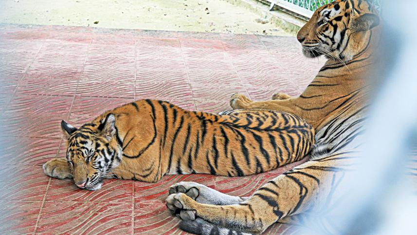 Chattogram-zoo-1.jpg