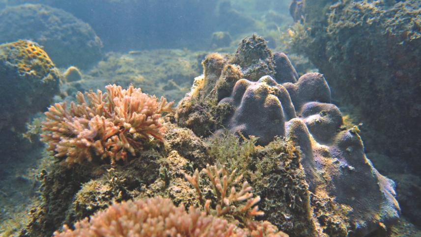 corals 1.jpg