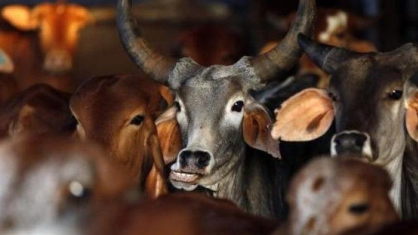 India's cow