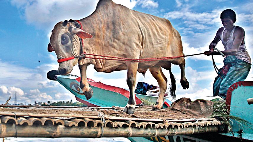 cow.jpg