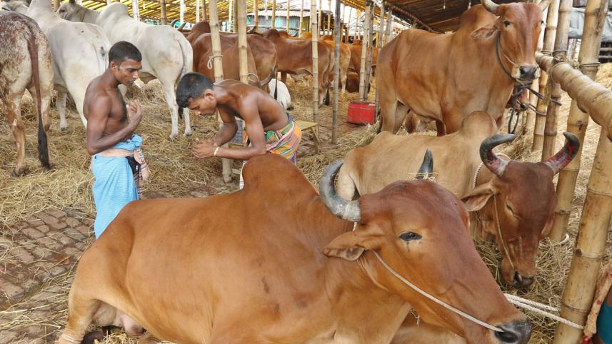 cow.jpg