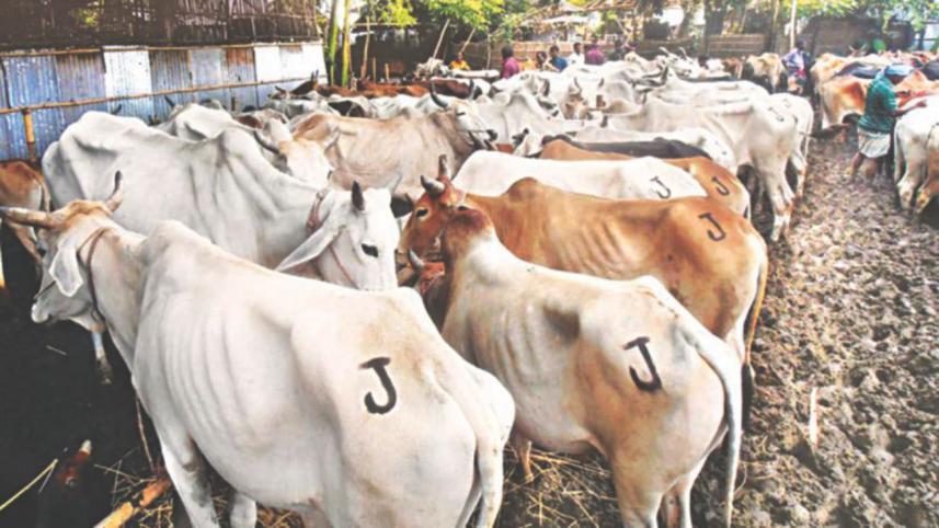 Cow market