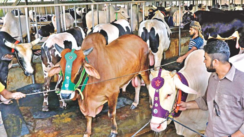 Cow Market, Eid-ul-Azha, Qurbani, Sacrificial animals