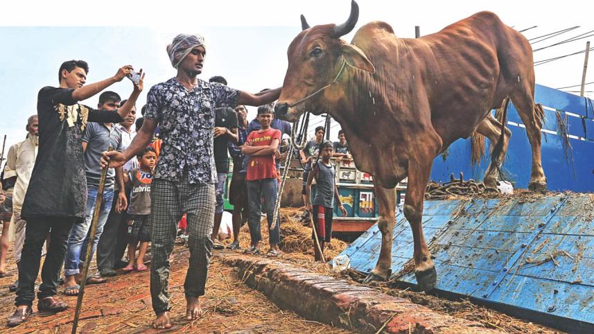 cow salesmen