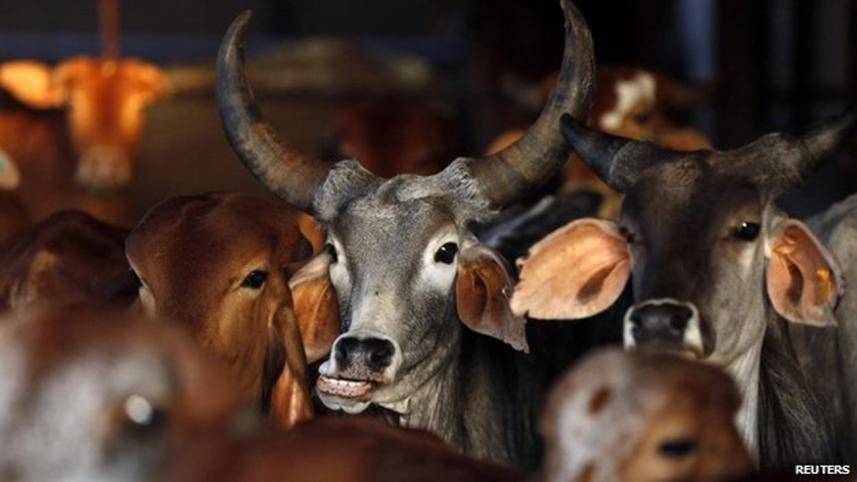 cows.jpg