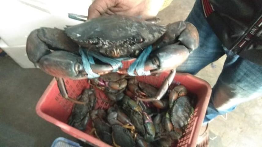 Crabs