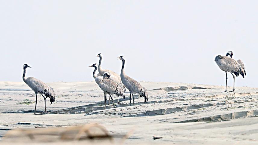 cranes.jpg