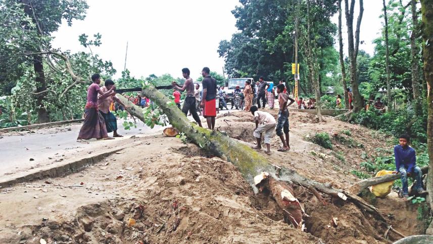 cut down trees.jpg