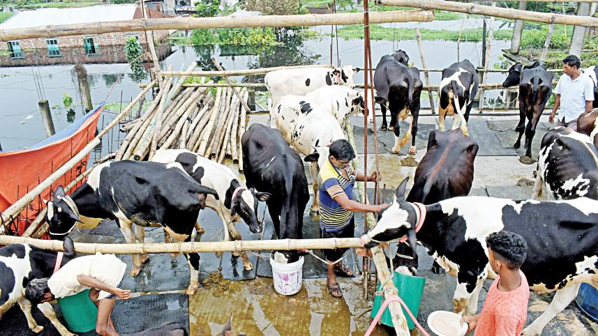 dairy2.jpg