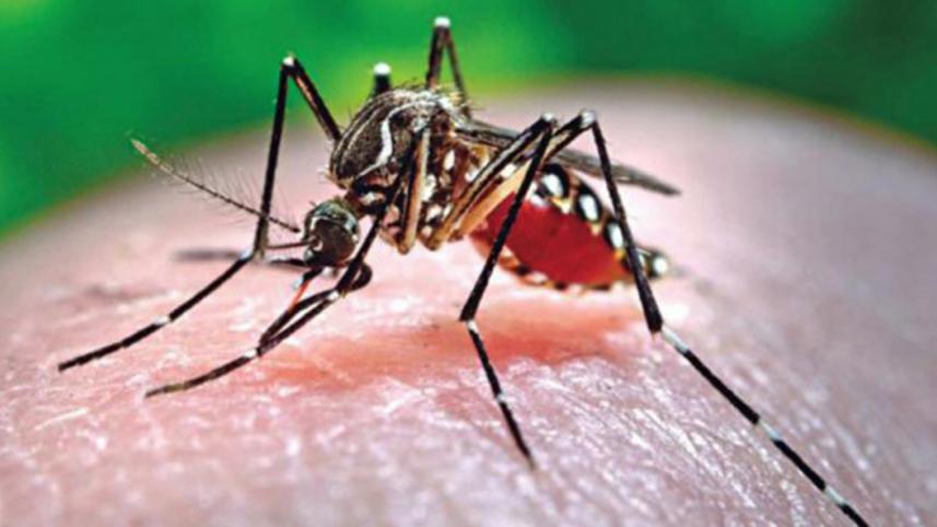 Dengue Fever Death Numbers in 2019
