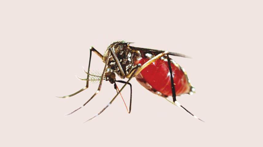 aedes mosquito