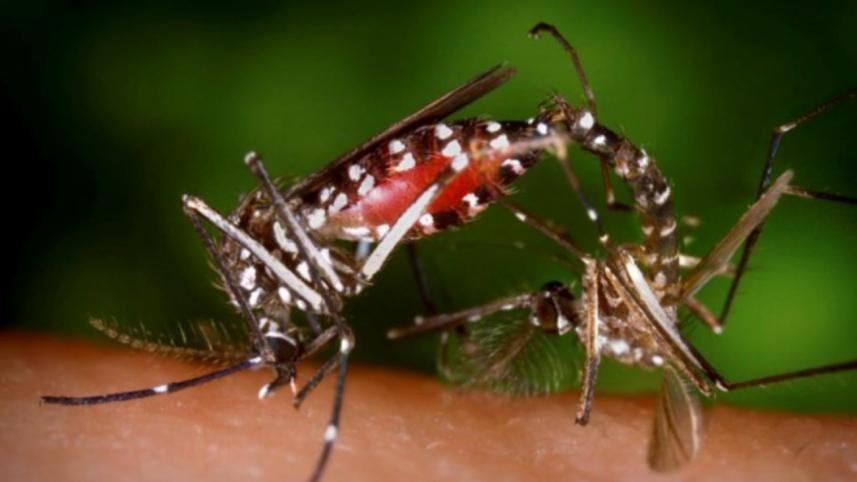 Death in Dengue Fever
