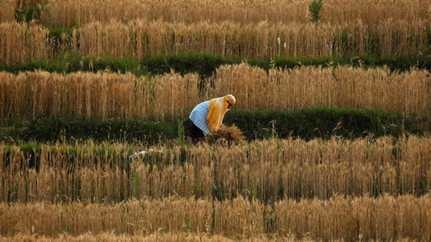 Digital-Agriculture.jpg
