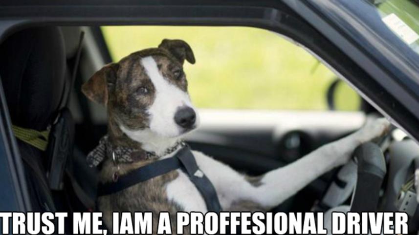 doggie-driver.jpg