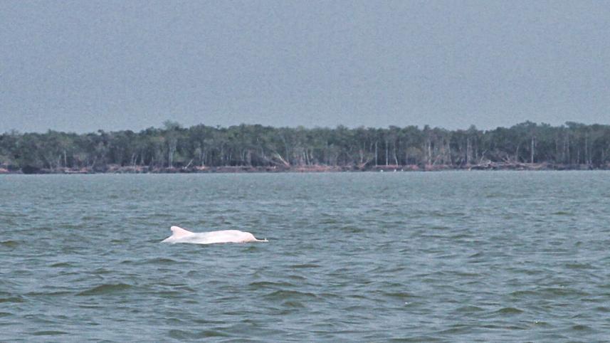 dolphins.jpg