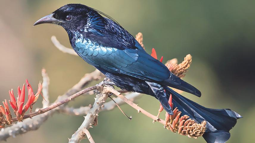 Drongo.jpg