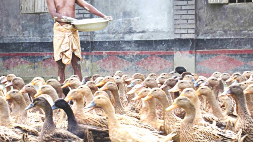 Duck.jpg