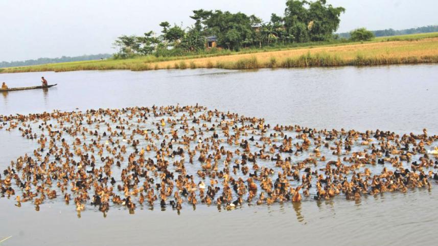 duck.jpg