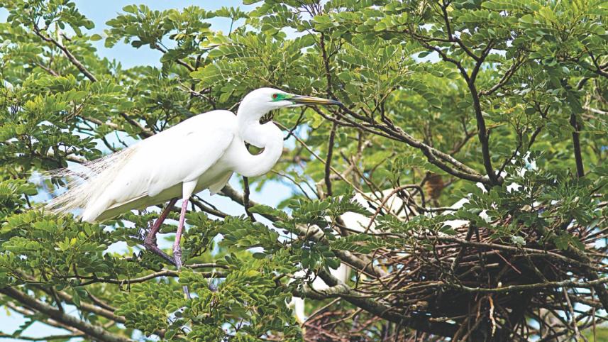 egret.jpg