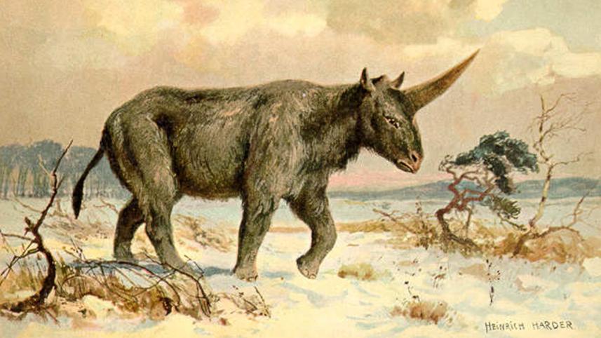Siberian unicorn