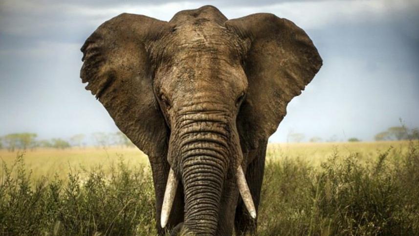 elephant.jpg-NS.jpg