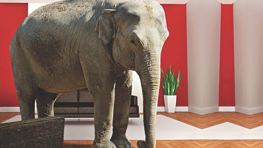 elephant.jpg