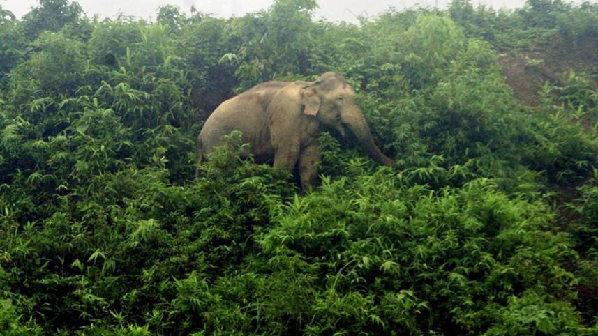 Elephant.jpg