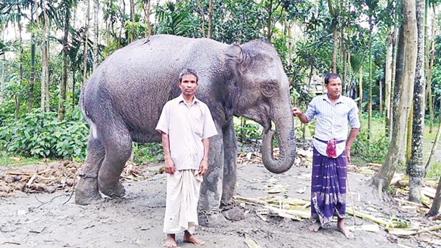 elephant.jpg