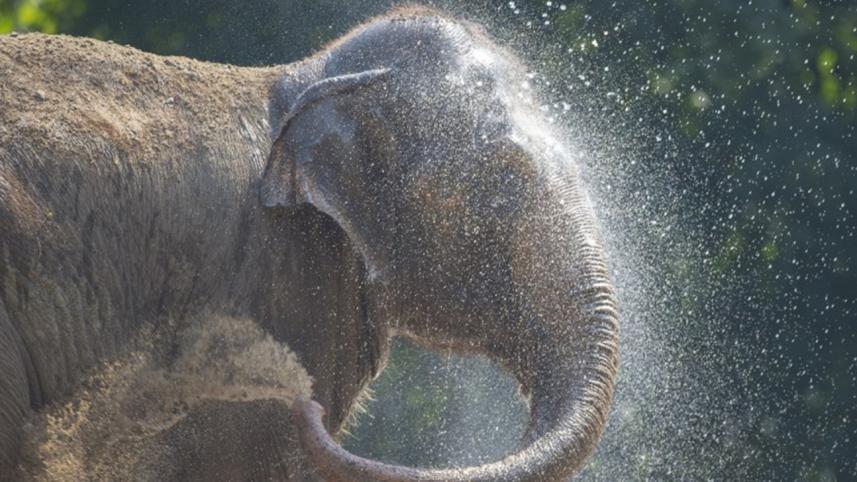 Elephants-1WB.jpg