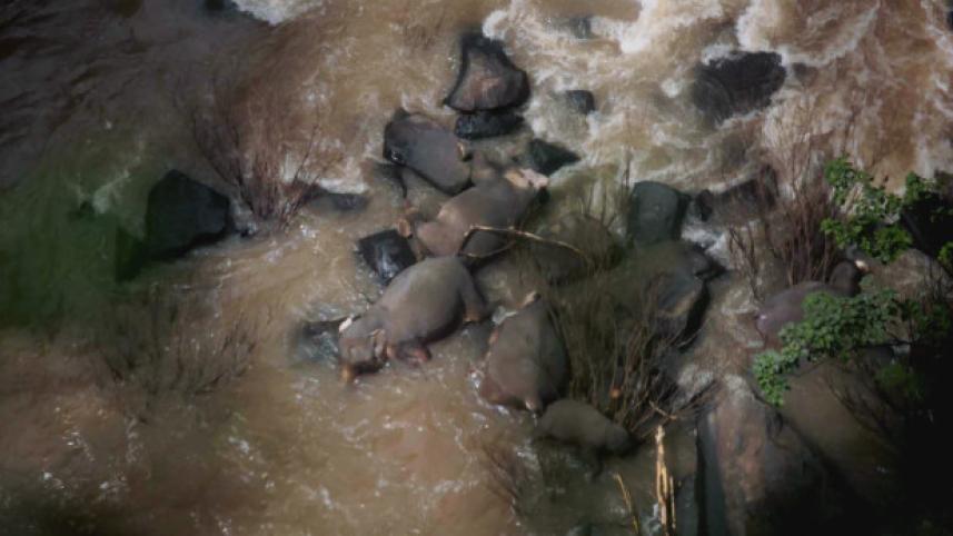elephants-dead.jpg