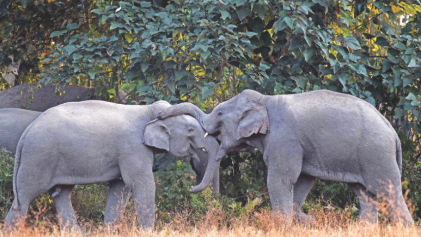 elephants.jpg