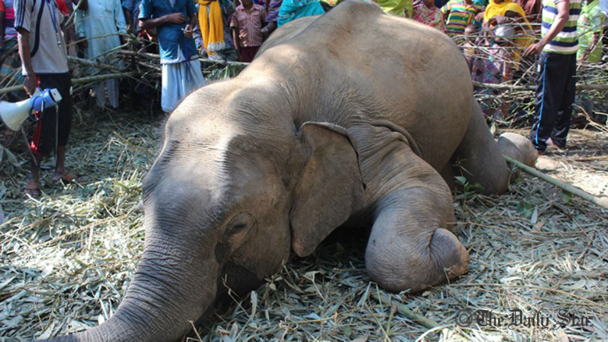 Elephent_wb.jpg