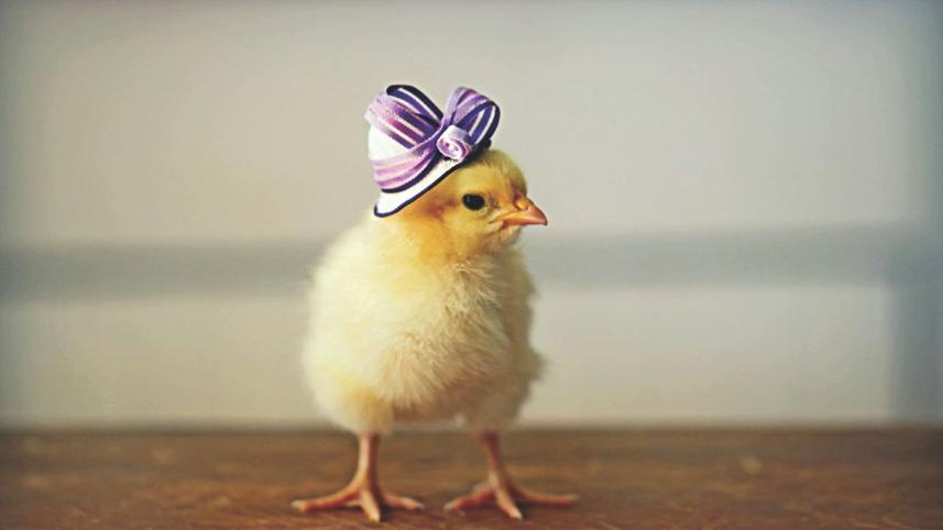 Fantastic Birds