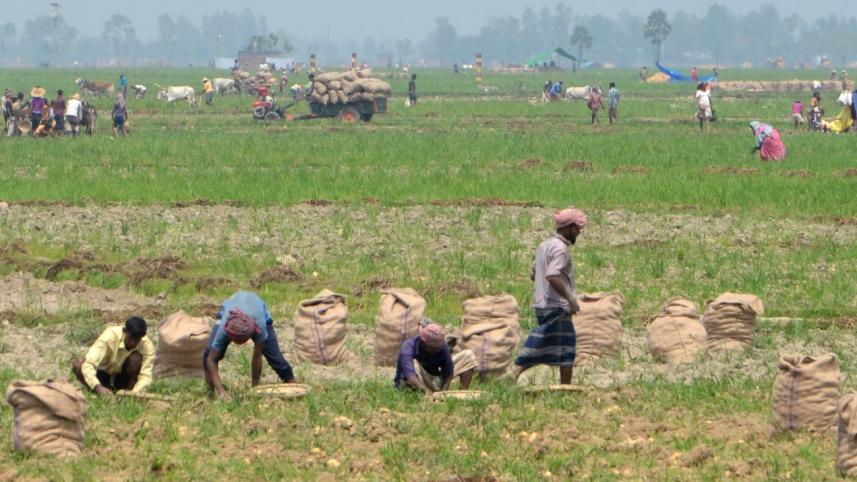 Farmers harvesting potatoes.jpg