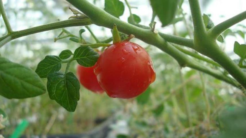 First-tomatoes-peas-harvested-from-mock-Martian-farmWB.jpg