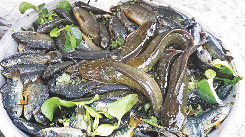 fish fest 1.jpg