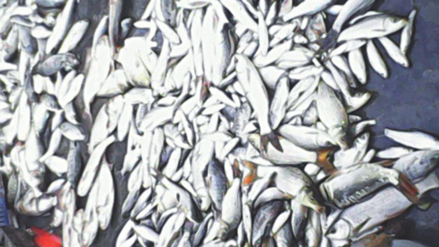 Fish poisoned.jpg