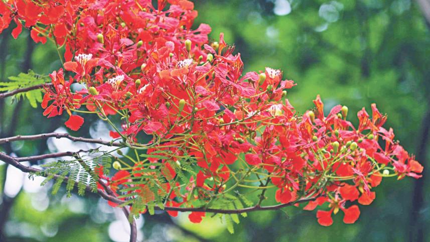 flower1.jpg