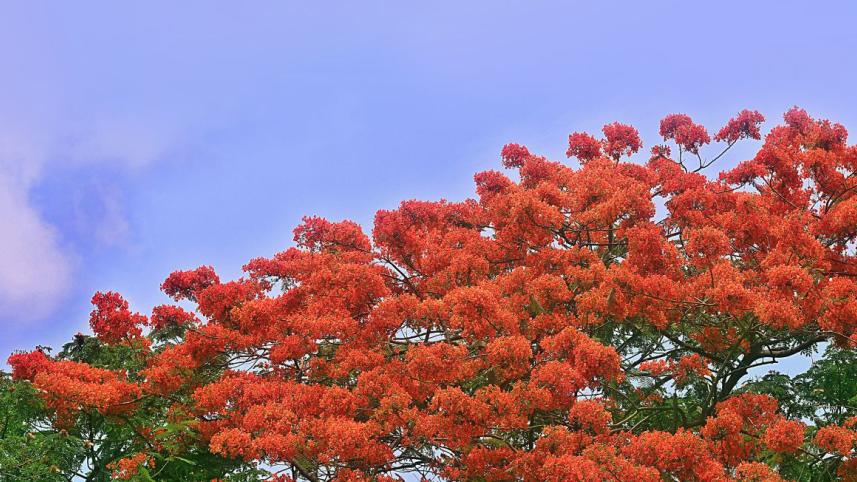 Flowers1.jpg