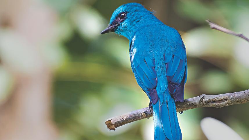flycatcher.jpg