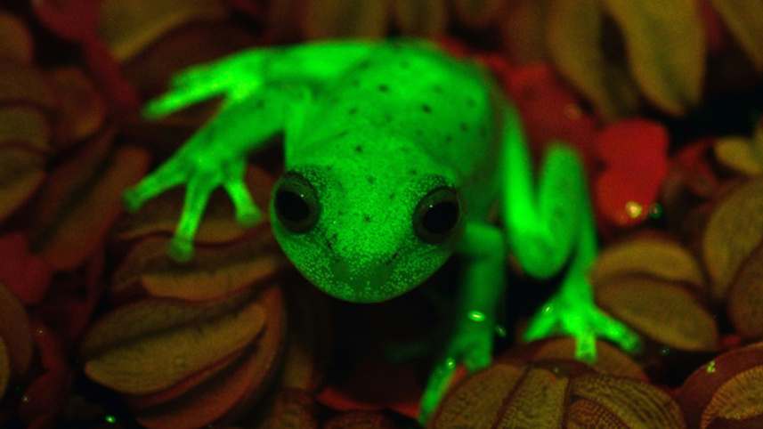 naturally fluorescent frog