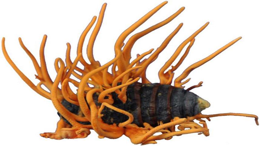 fungus
