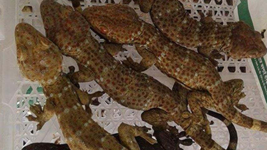 Gecko-seized.jpg