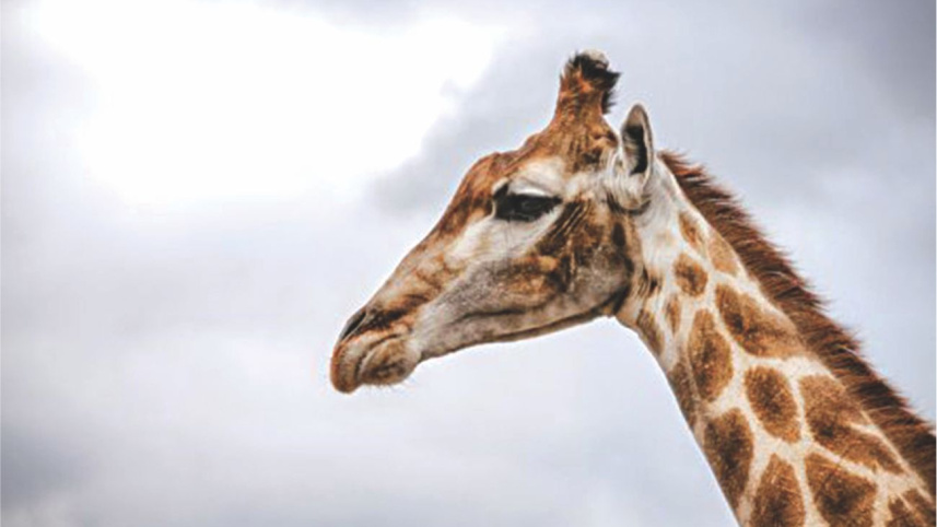 giraffe